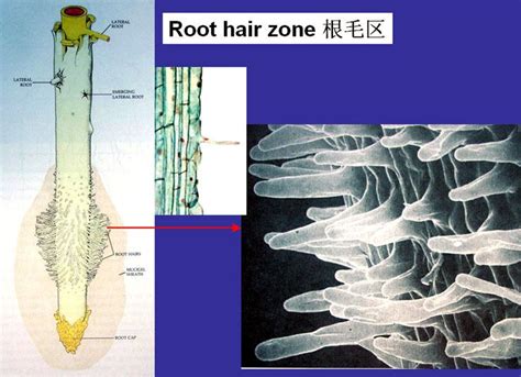 根毛是細胞嗎|根毛:概述,形成,數量,